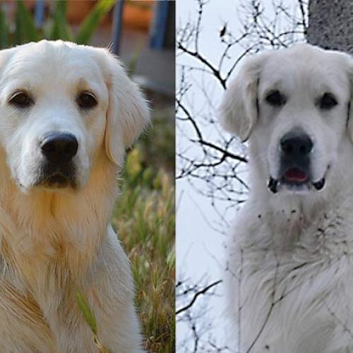 Élevage : golden retriever