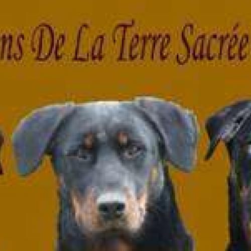 Eleveur : Beaucerons De la Terre Sacrée De Marius