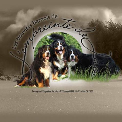 Élevage : bouvier bernois