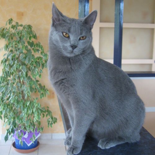 Élevage : chartreux