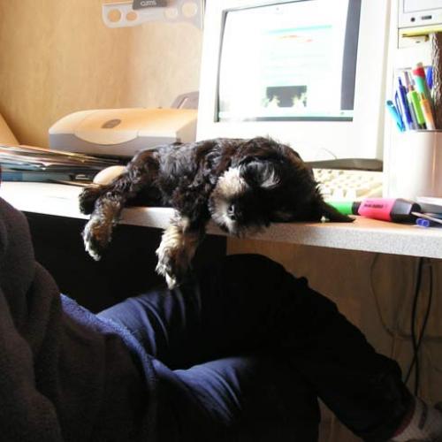 Eleveur : Complexe Canin Lou Pantaï