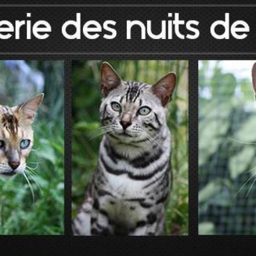 Eleveur : Des nuits de félins