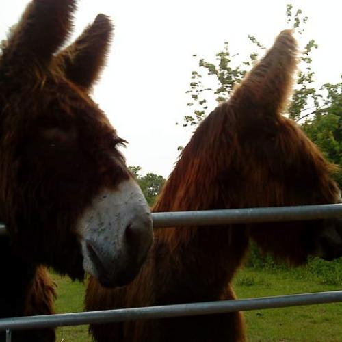 Eleveur : asinerie de la braudière