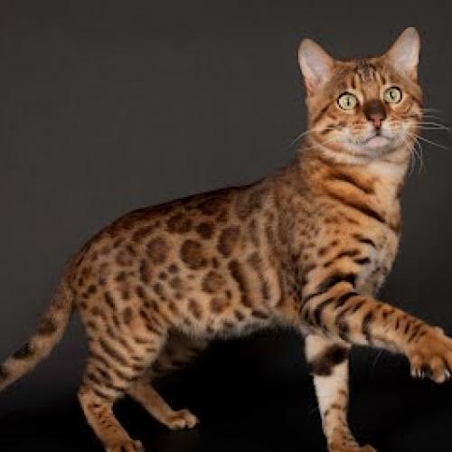 Eleveur : a BENGAL LEOPARD'S