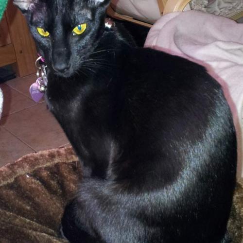 Élevage : siamois (colourpoint shorthair) oriental shorthair