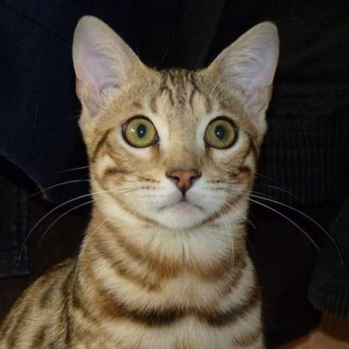 Eleveur : Chatterie des Maùrê di Ankh