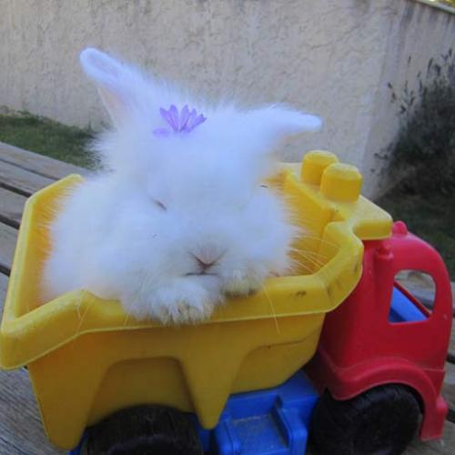 Élevage : lapin bélier