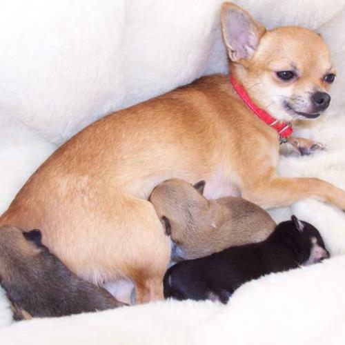 Eleveur : elevage du domaine di l'angeli