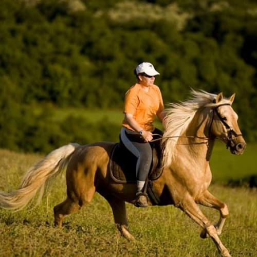 Élevage : karen coulon