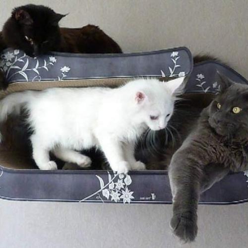 Eleveur : les Jardins d'Huyana