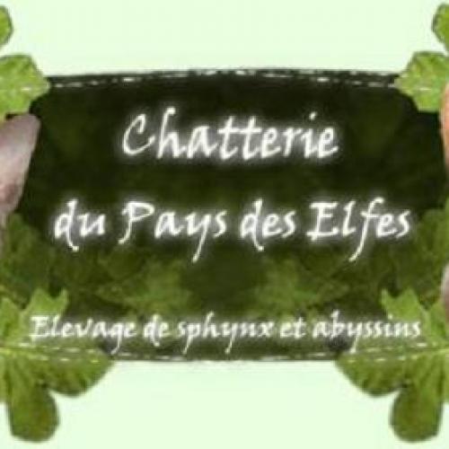Eleveur : Chatterie du Pays des Elfes