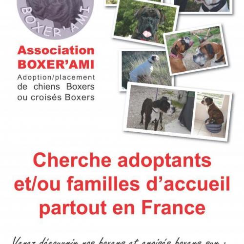 Association : Association BOXER'AMI