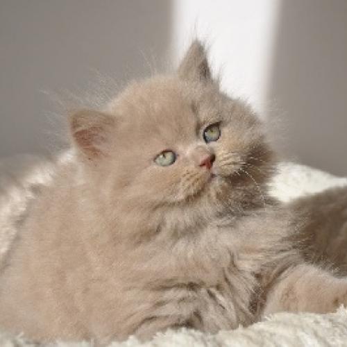 Eleveur : Chatterie du Monde de Gaïa