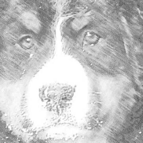 Élevage : bouvier bernois lapin