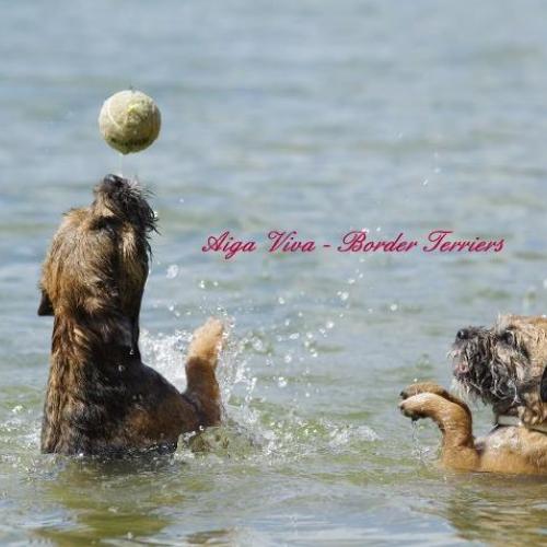 Élevage : border terrier