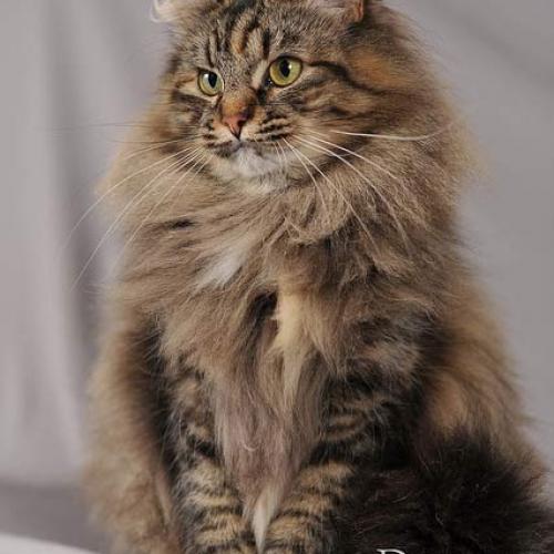 Élevage : sibérien (chat de sibérie)