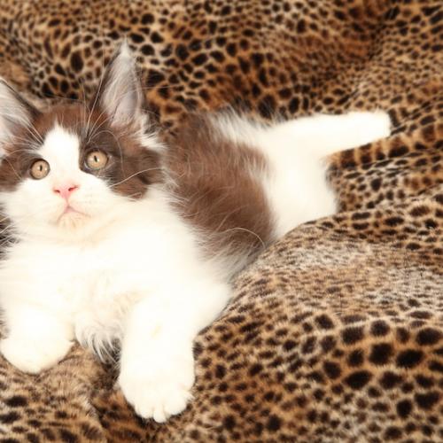 Eleveur : Chatterie du Rêve de Colbert