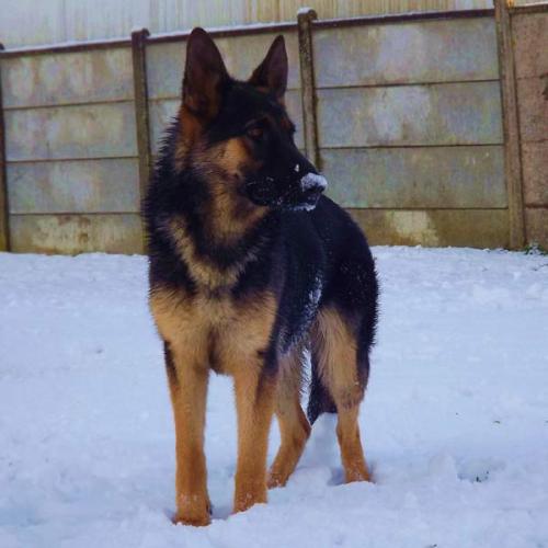 Élevage : berger allemand