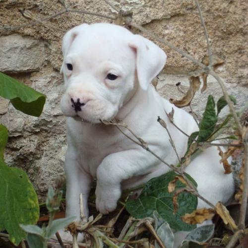 Eleveur border collie - dogue argentin