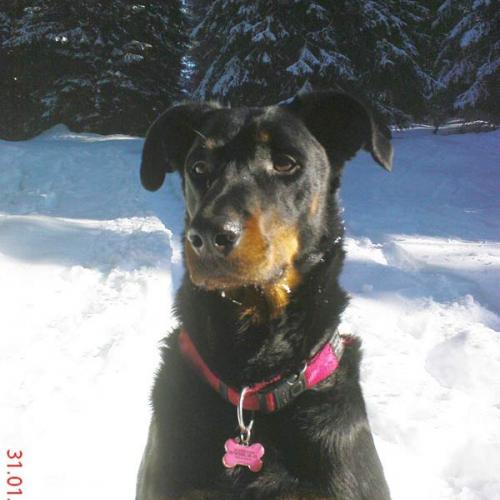 Eleveur : Elevage du Manoir de Varembon