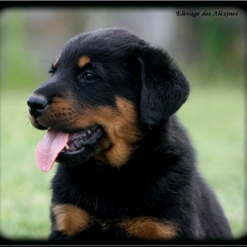 Eleveur de beauceron : Elevage des Alexines
