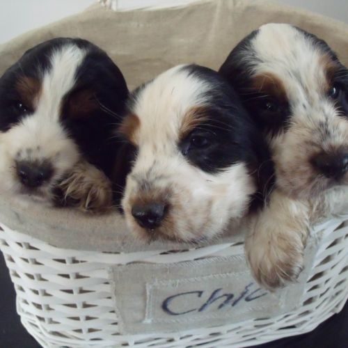 Eleveur : SARL DE L ETANG AU MIROIR