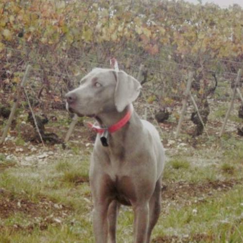 Élevage : braque de weimar poil court