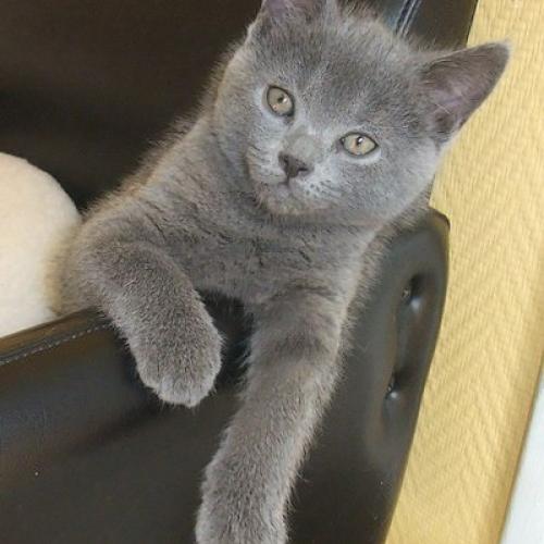 Eleveur : Chatterie des Aubeffins