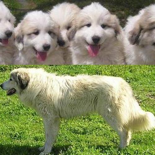 Eleveur : Elevage du Pic de Viscos