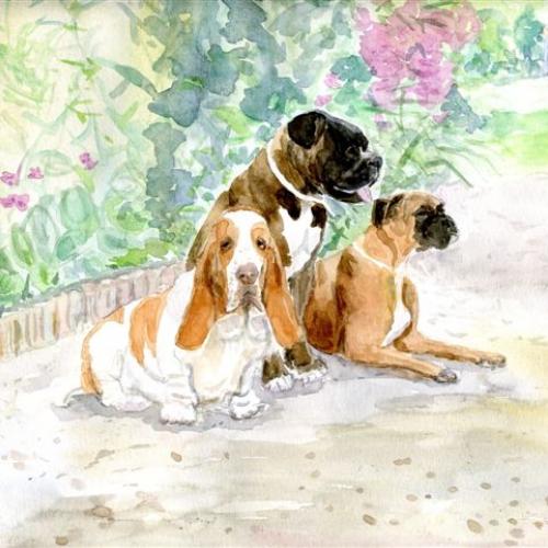 Élevage : basset hound, boxer