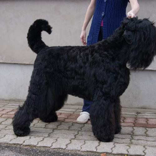 Eleveur : DE KOSLOVA