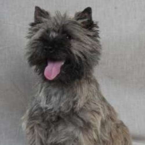 Élevage : cairn terrier