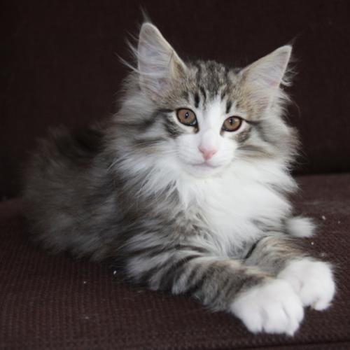 Élevage : norvégien (chat des bois - forêts norvégiennes)