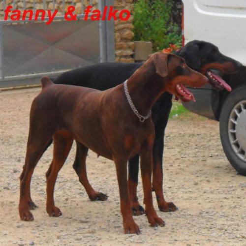 Élevage : dobermann