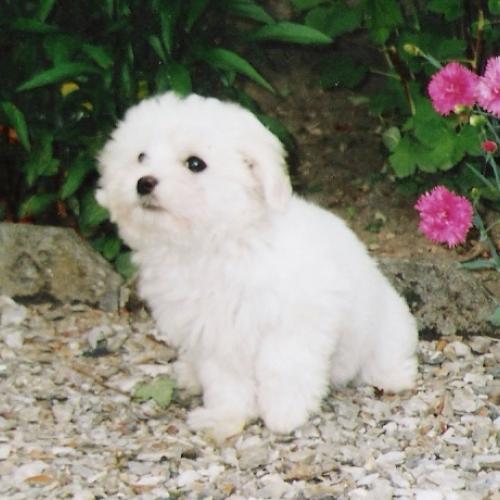 Elevage bouledogue shih tzu coton cavalier