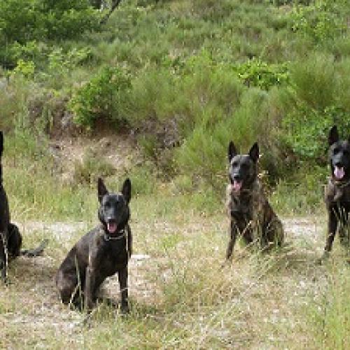 Eleveur : Domaine des Lucioles