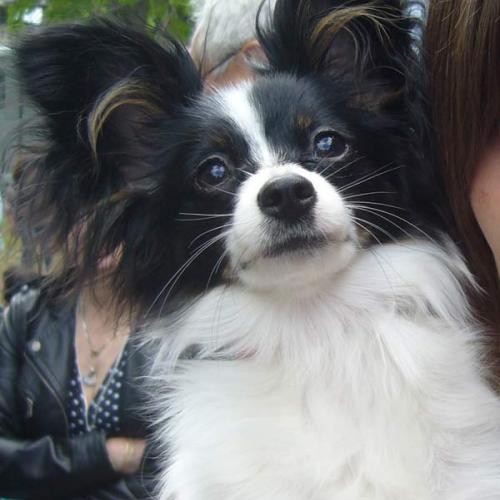 Eleveur : De La Légende De Bel Dacier