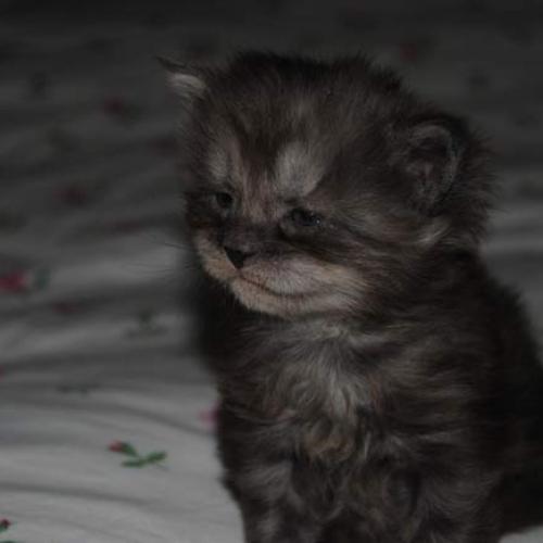 Eleveur : kimy's Coon