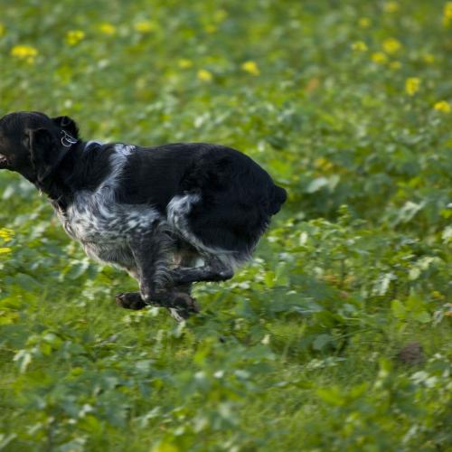 Élevage : epagneul breton
