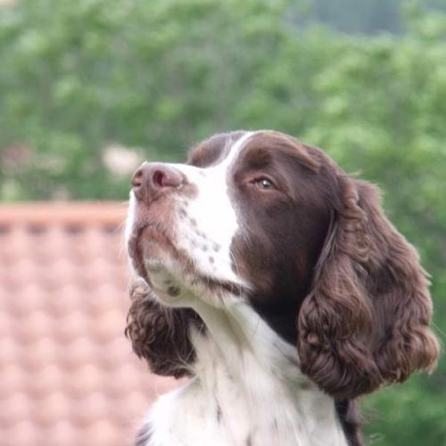 Eleveur : In Shade Of Pure