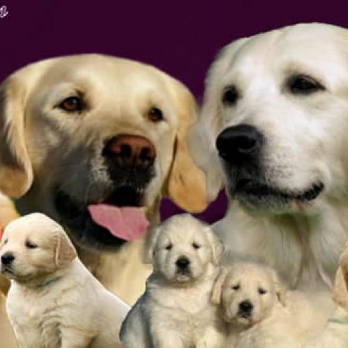 Élevage : golden retriever