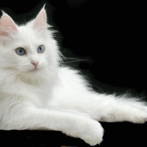 Eleveur : Chatterie de la Plume d'Argent