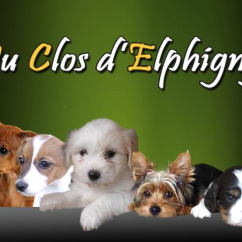 Eleveur : Elevage du CLOS d'ELPHIGNY