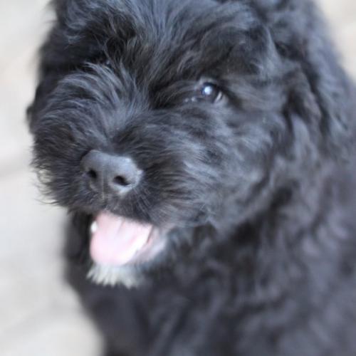 Élevage : bouvier des flandres