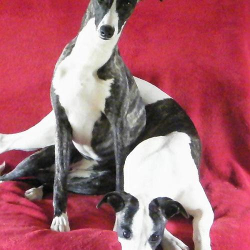 Élevage : whippet