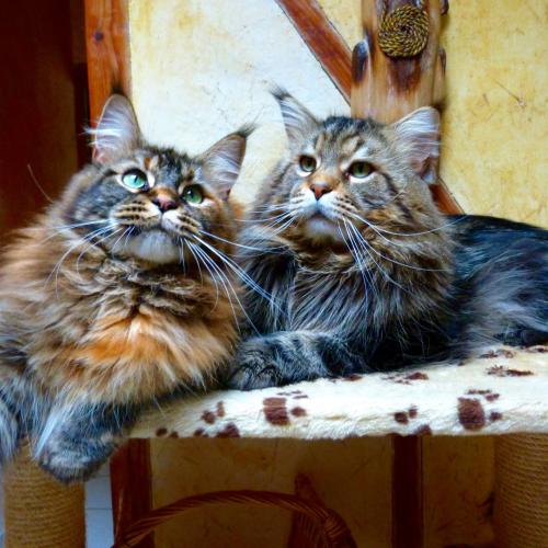 chatterie des troglodyte-anjou