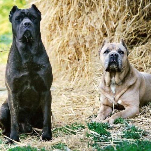 Eleveur : Elevage de Genevayse