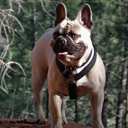 Eleveur : des ocres de provence