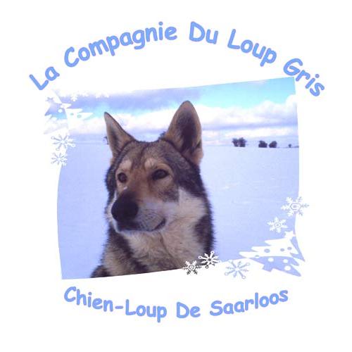Élevage : chien loup de saarloos