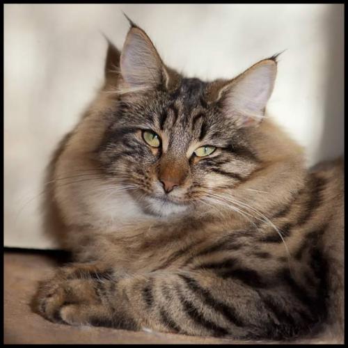 Élevage chat norvégien